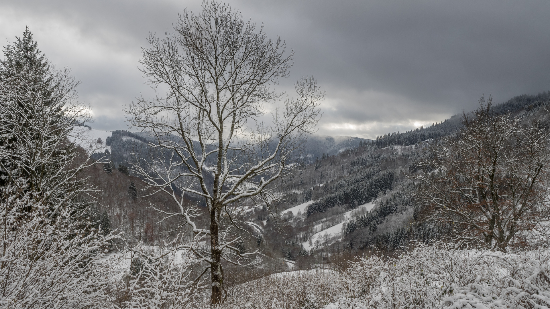 November im Schwarzwald