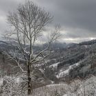 November im Schwarzwald