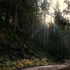 November im Schwarzwald - erste Sonnenstrahlen
