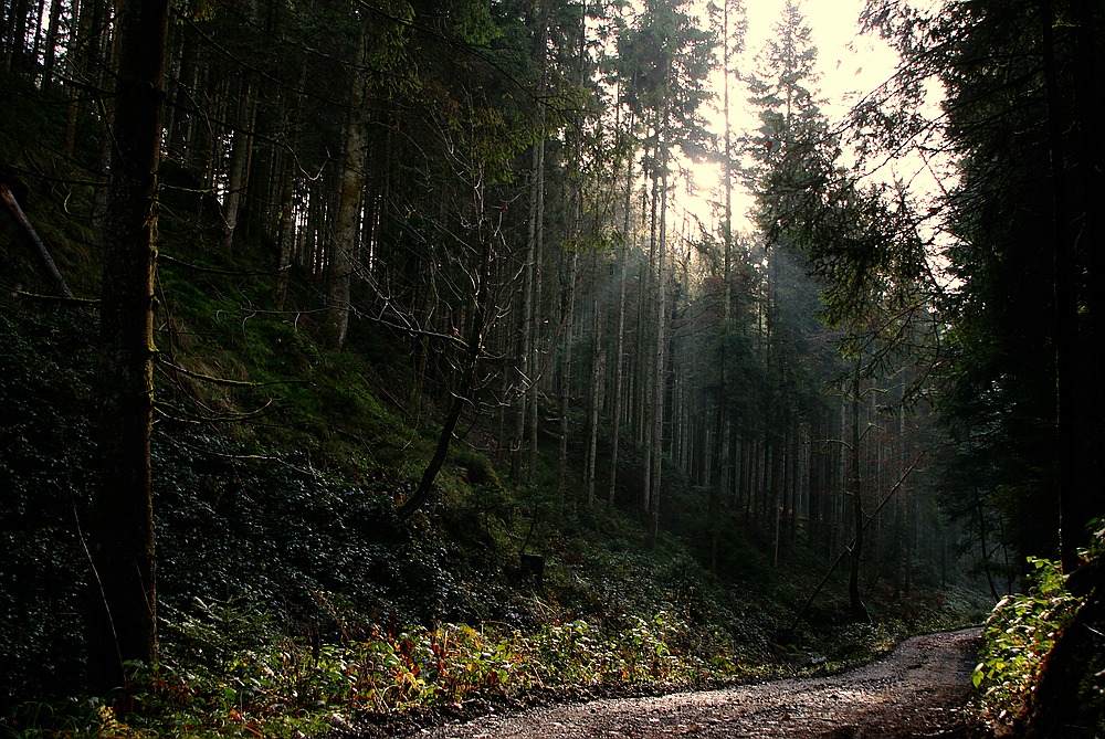 November im Schwarzwald - erste Sonnenstrahlen