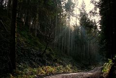 November im Schwarzwald - erste Sonnenstrahlen