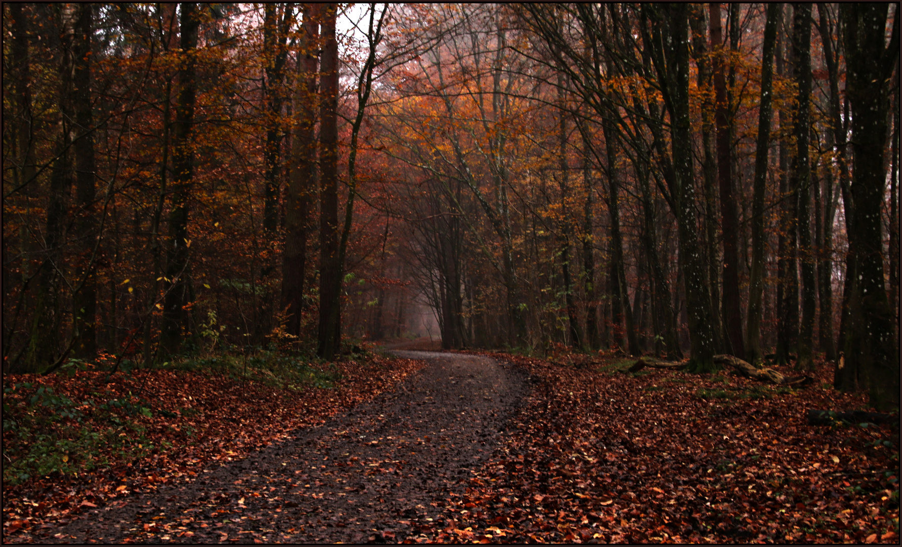 November im Wald