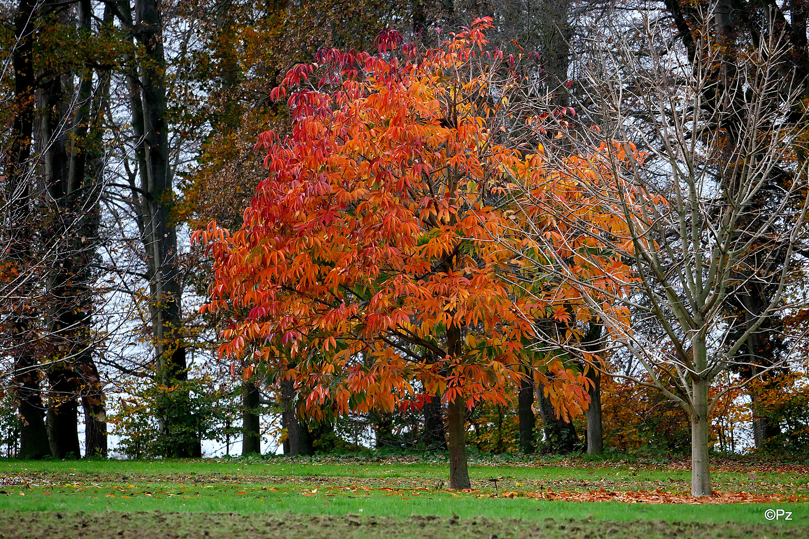 November-Impression: Langsam fallen auch die letzten Blätter ...