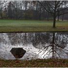 November in der Rheinaue 