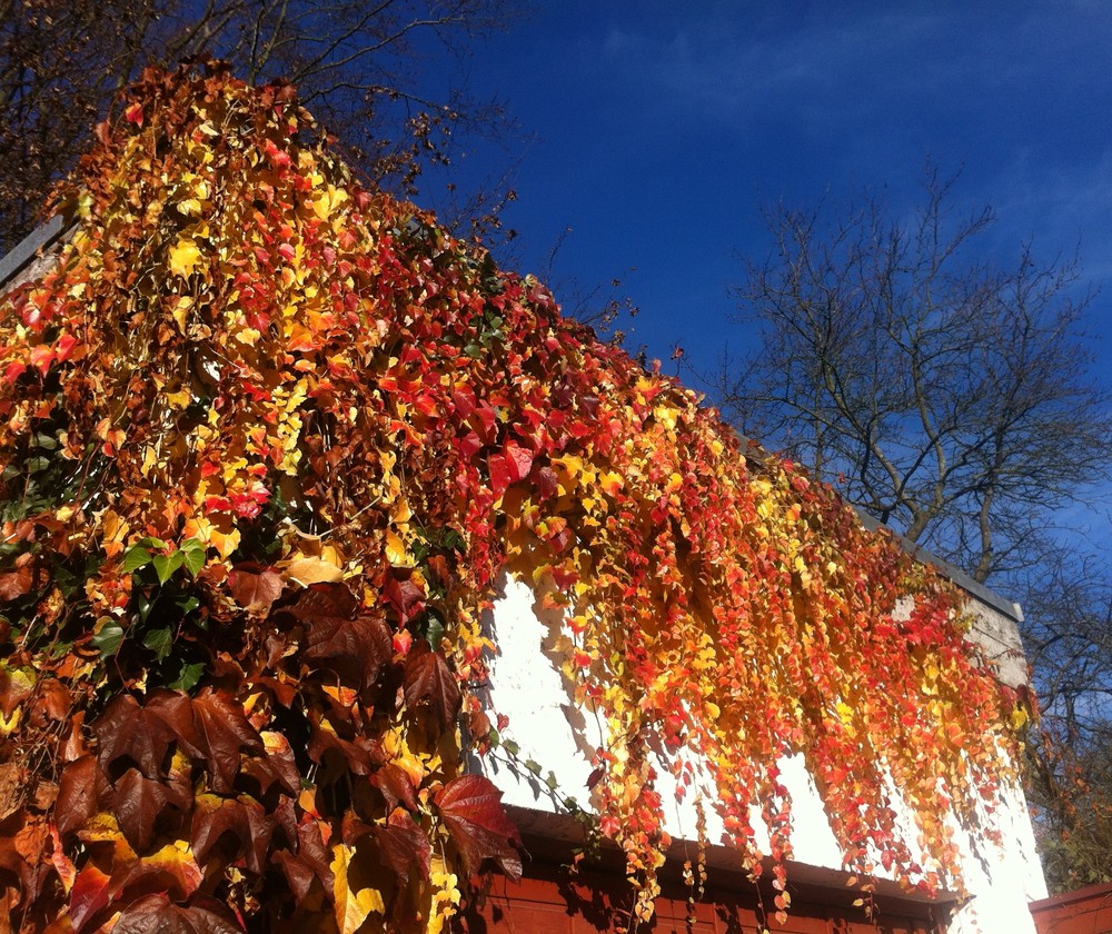 november in dseinem schönsten Gewand