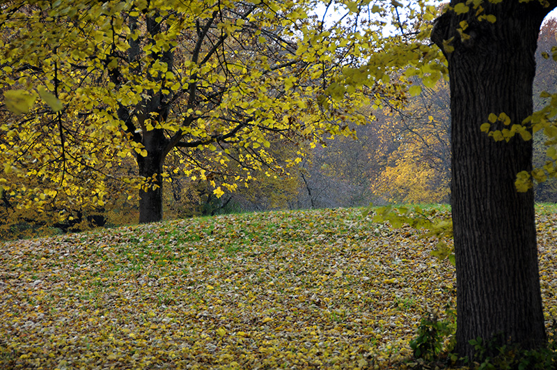 November in Grün