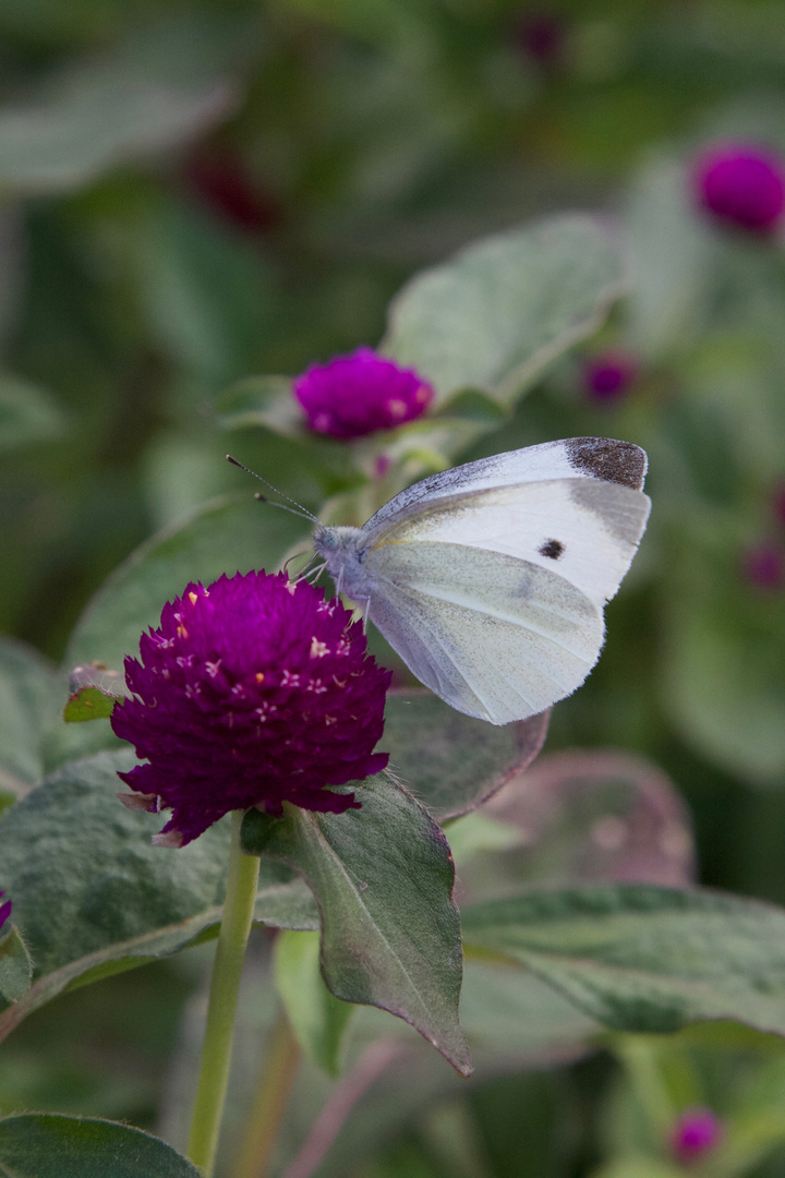 November in Shanghai: Im Botanischen Garten