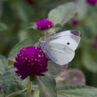 November in Shanghai: Im Botanischen Garten