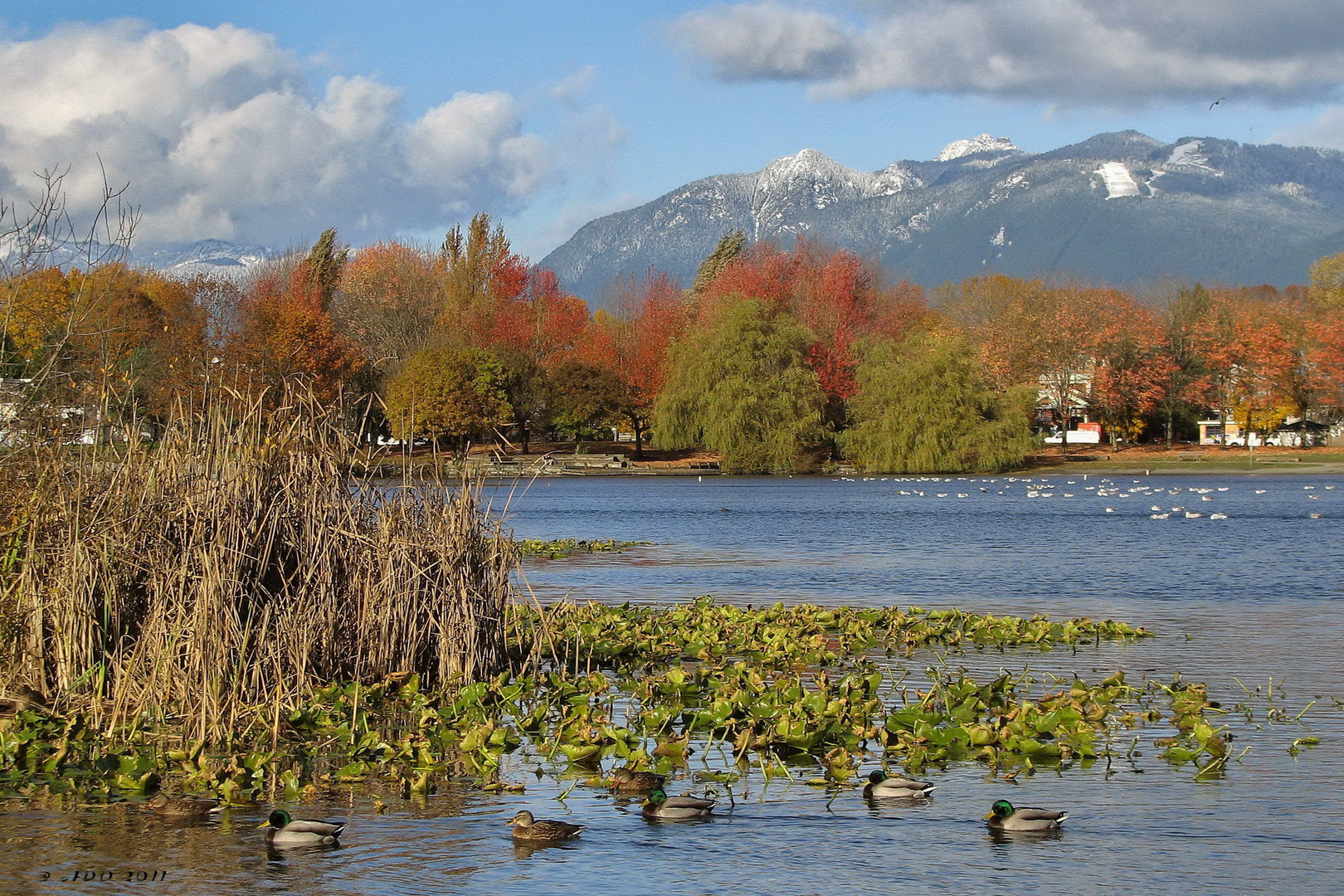 November in Vancouver (3)