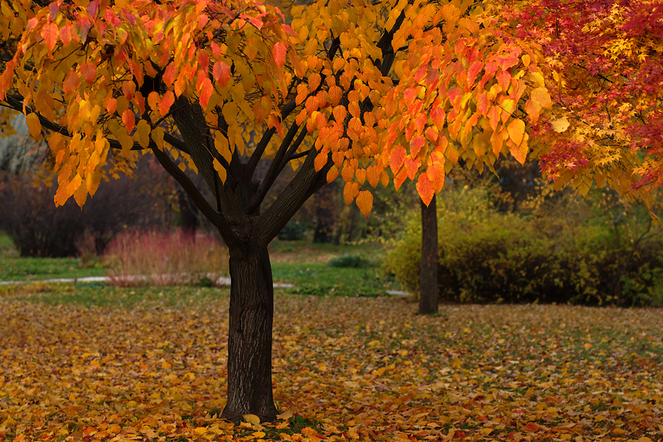 November in Wien