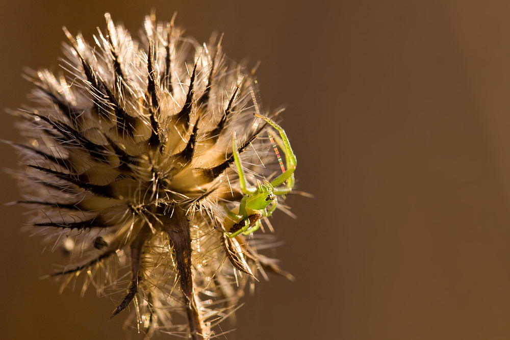 November-Krabbenspinne