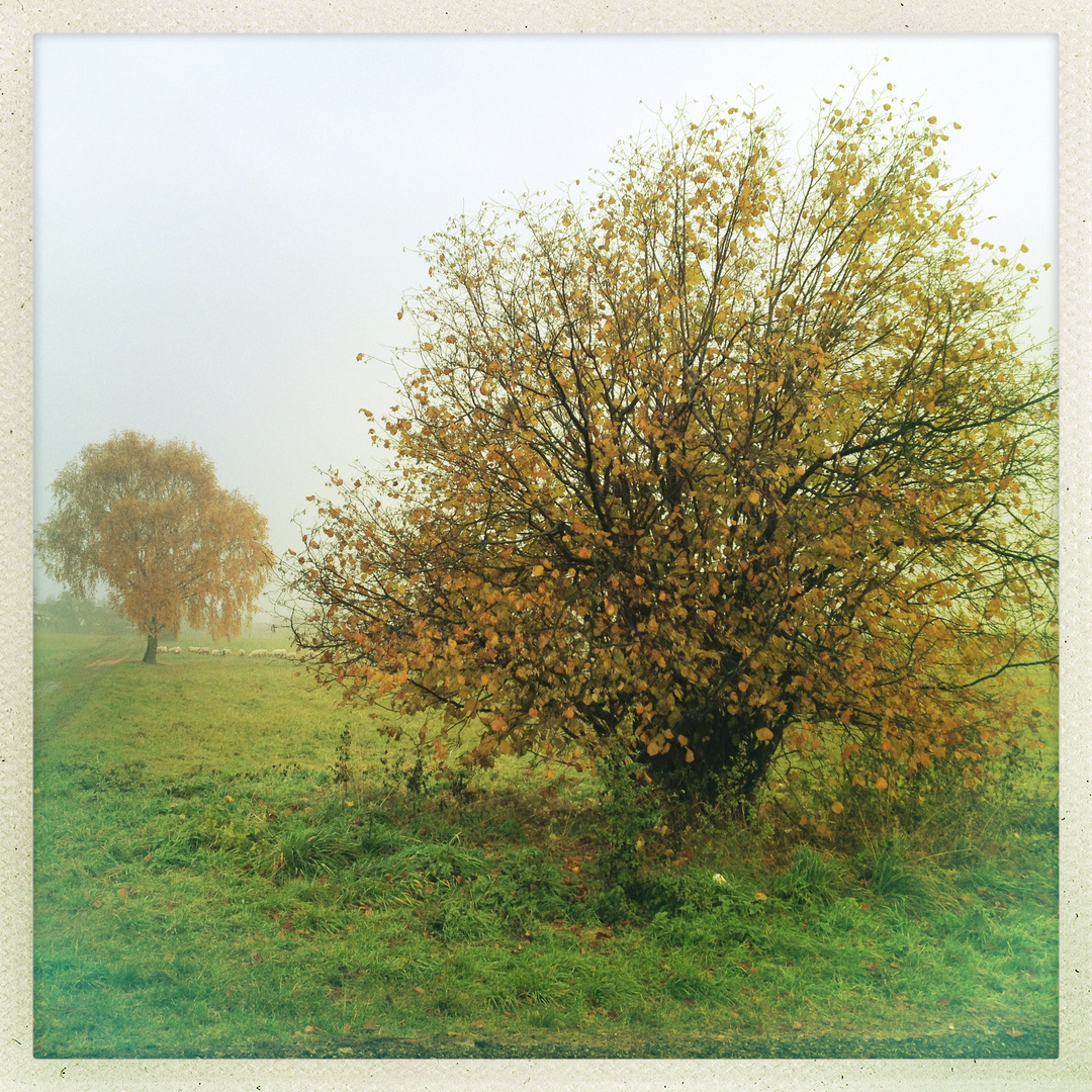 November-Landschaft mit Schafen