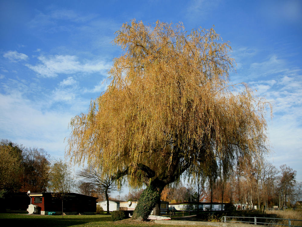 November-Laub