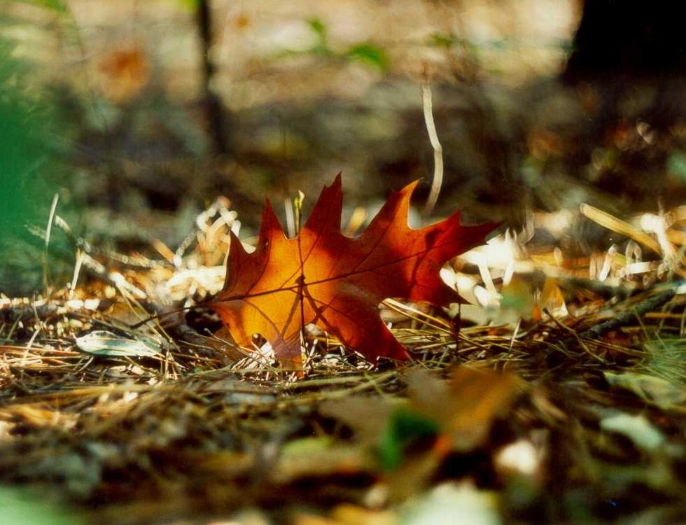 November leaf