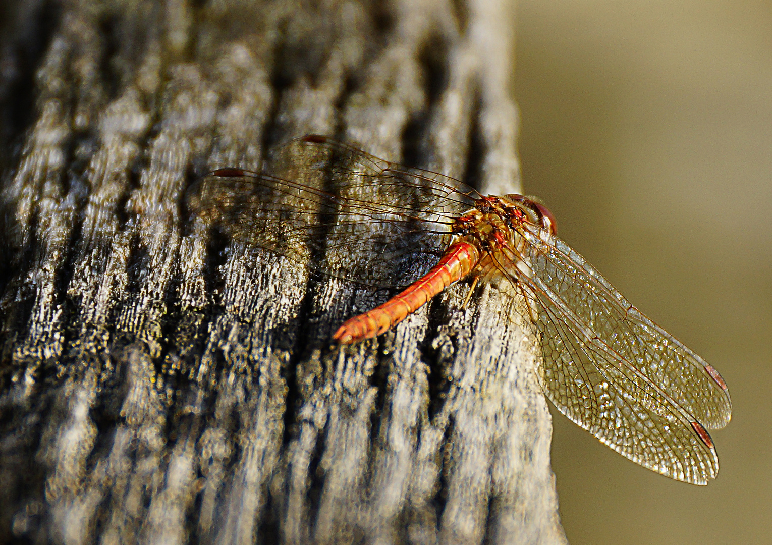 November Libelle