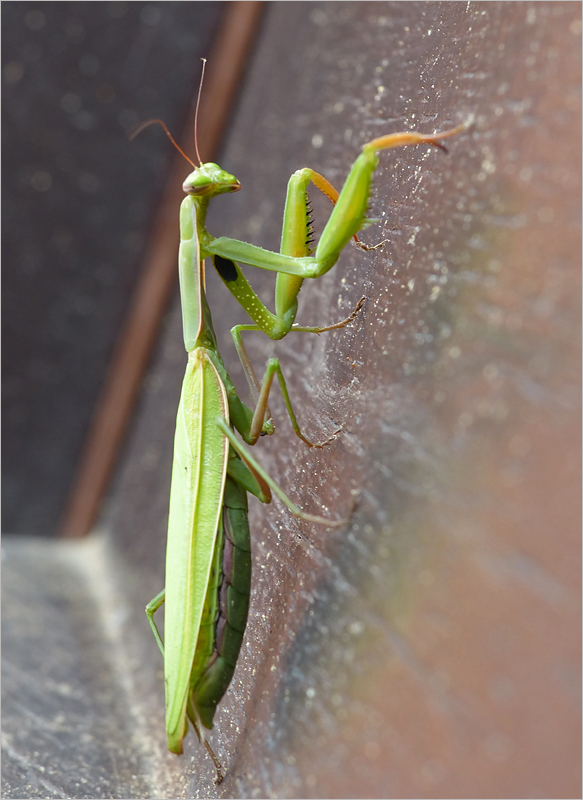 November - Mantis 2