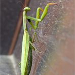 November - Mantis 2