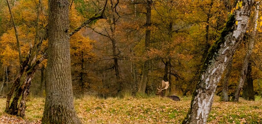 November mit Hirsch