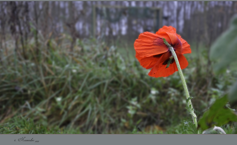 November-Mohn