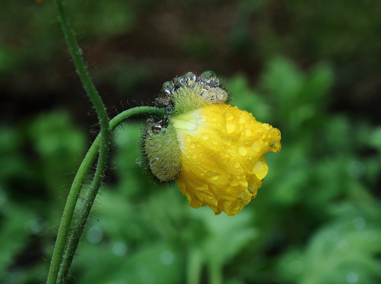 November-Mohn