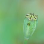 "November-Mohn"