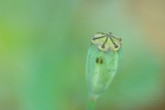 "November-Mohn"