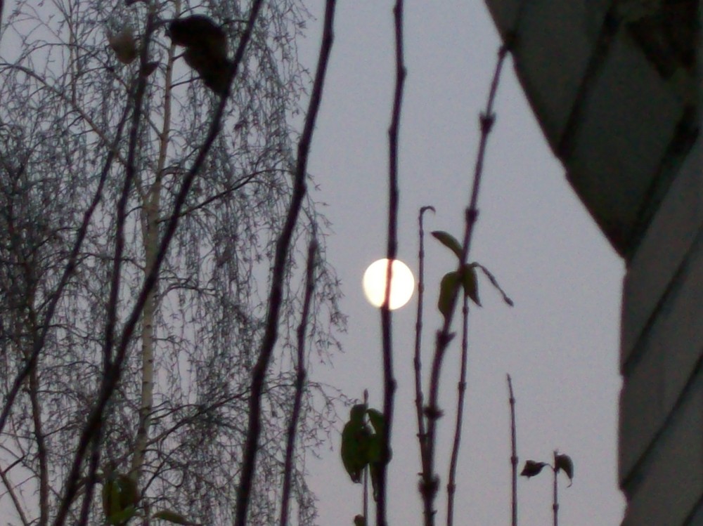 NOVEMBER - MOND