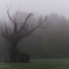 November-Nebel