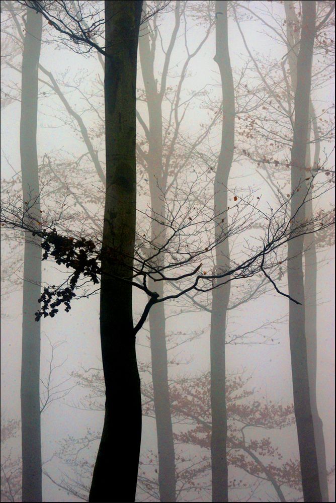 November-.Nebel