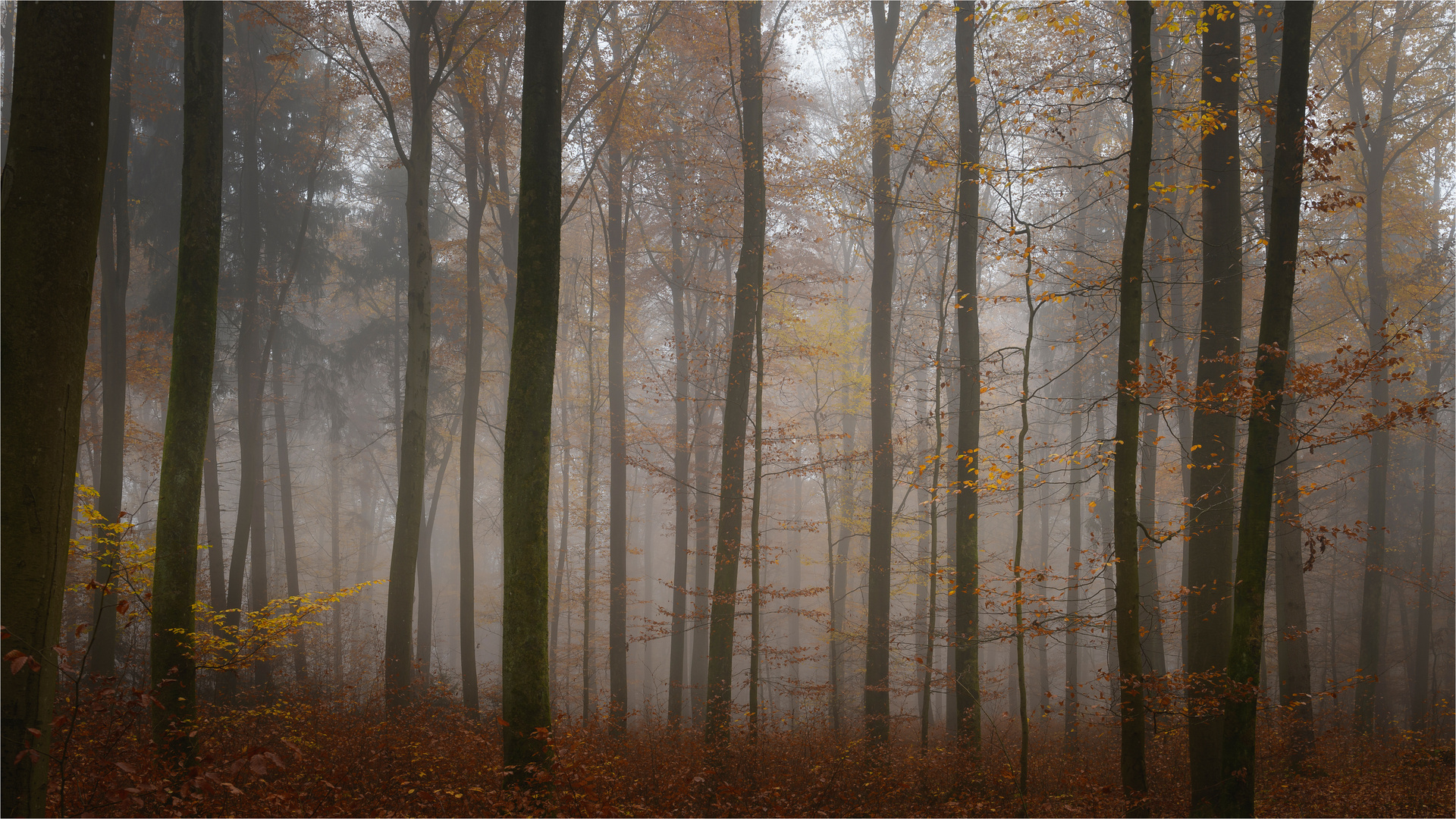 November - Nebel