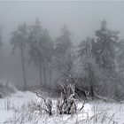 November - Nebel, Eis und Schnee -