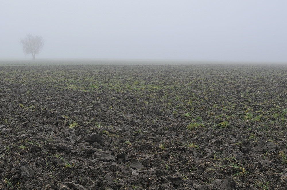 November - Nebel in den Rheinauen 01