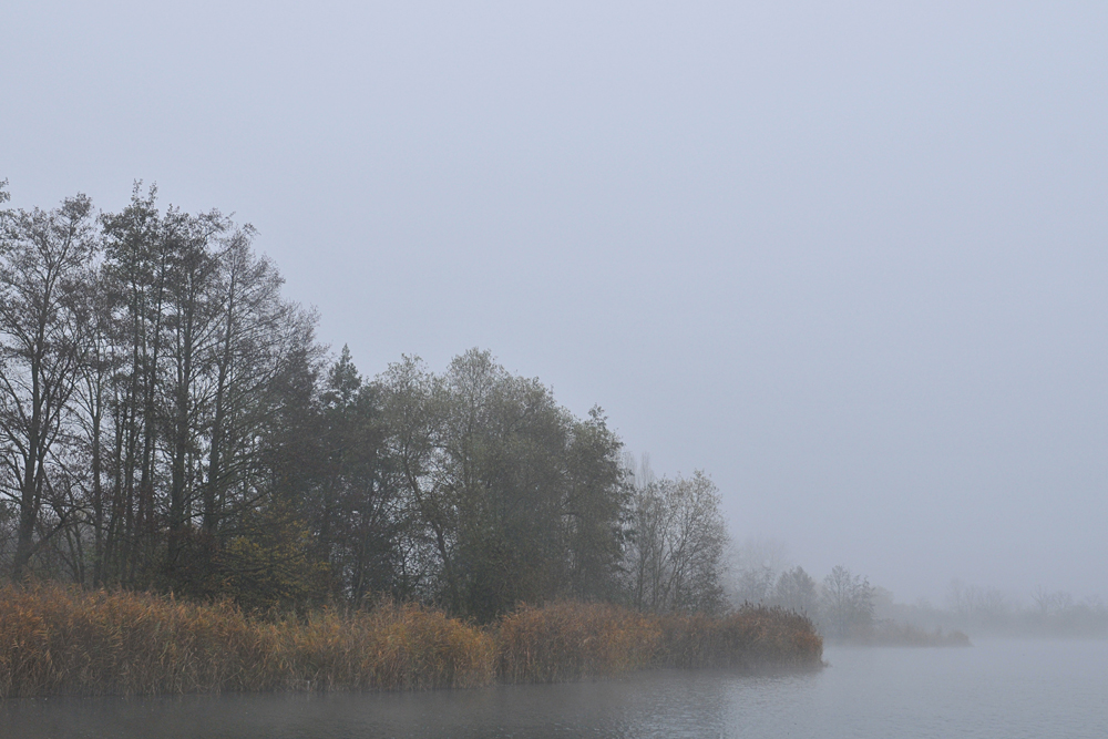 November - Nebel in den Rheinauen 02