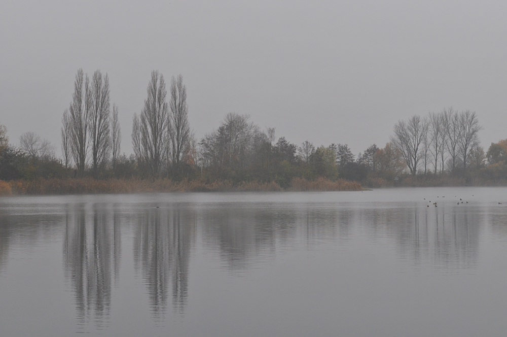 November - Nebel in den Rheinauen 03