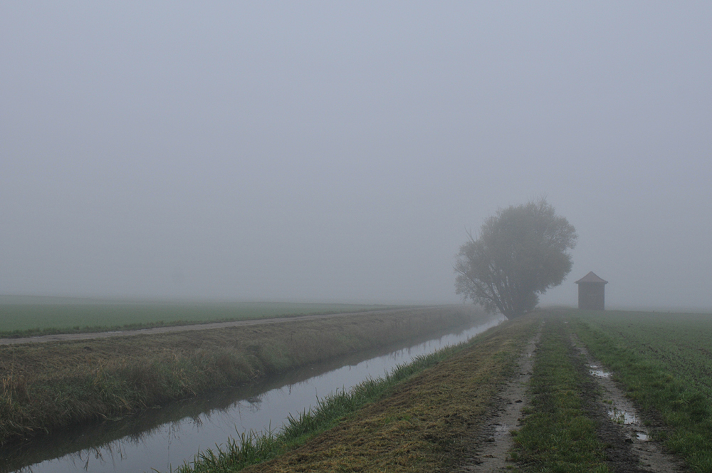 November - Nebel in den Rheinauen 04