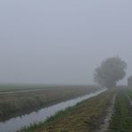 November - Nebel in den Rheinauen 04