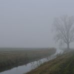 November - Nebel in den Rheinauen 05