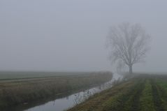 November - Nebel in den Rheinauen 05