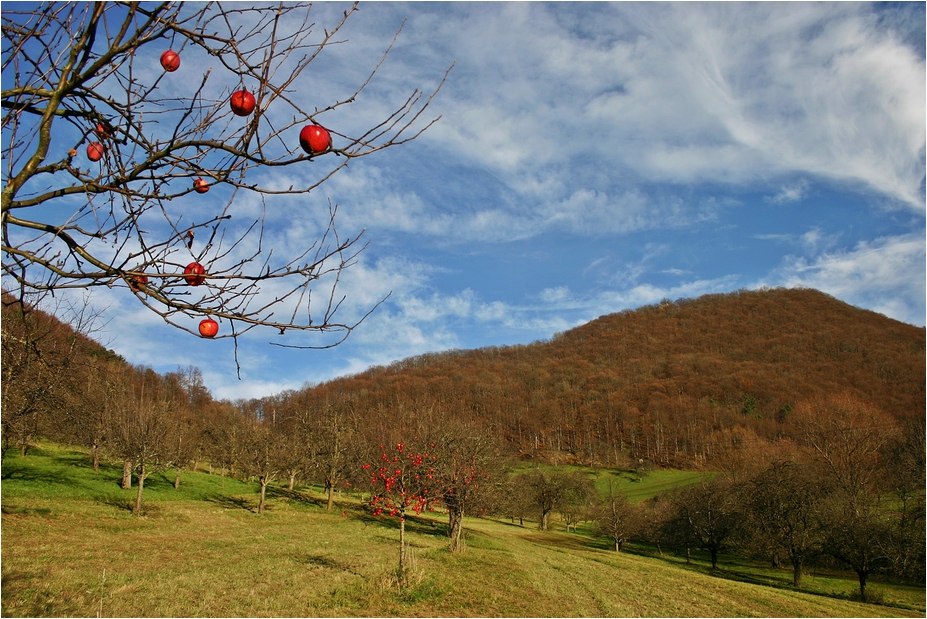 November Obst ...