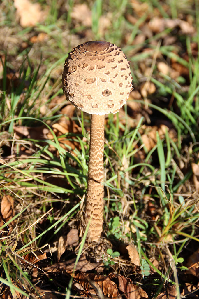 November Parasol ?