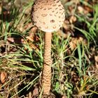 November Parasol ?