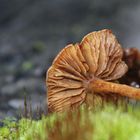 November-Pilz