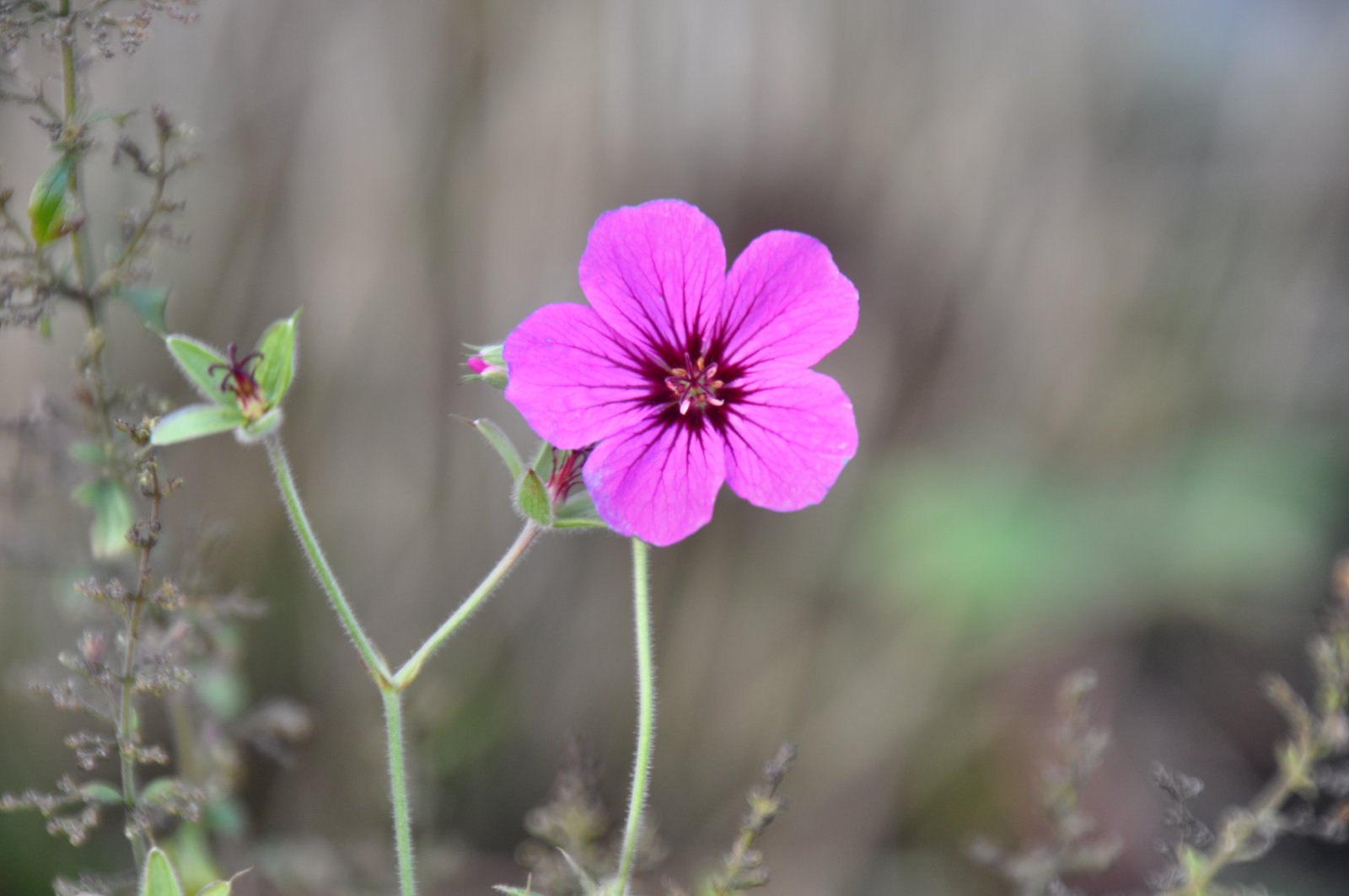 November-Pink