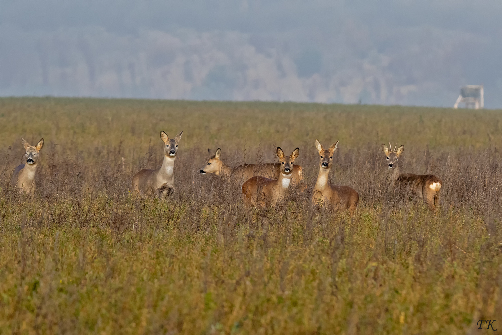   ***       November- Rehe       ***