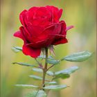 November Rose ...