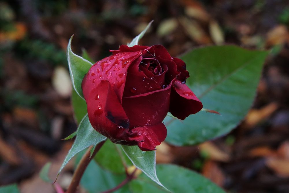 ...November Rose...