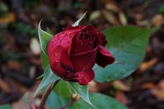 ...November Rose...