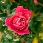  November Rose*