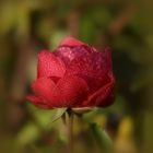 November-Rose....