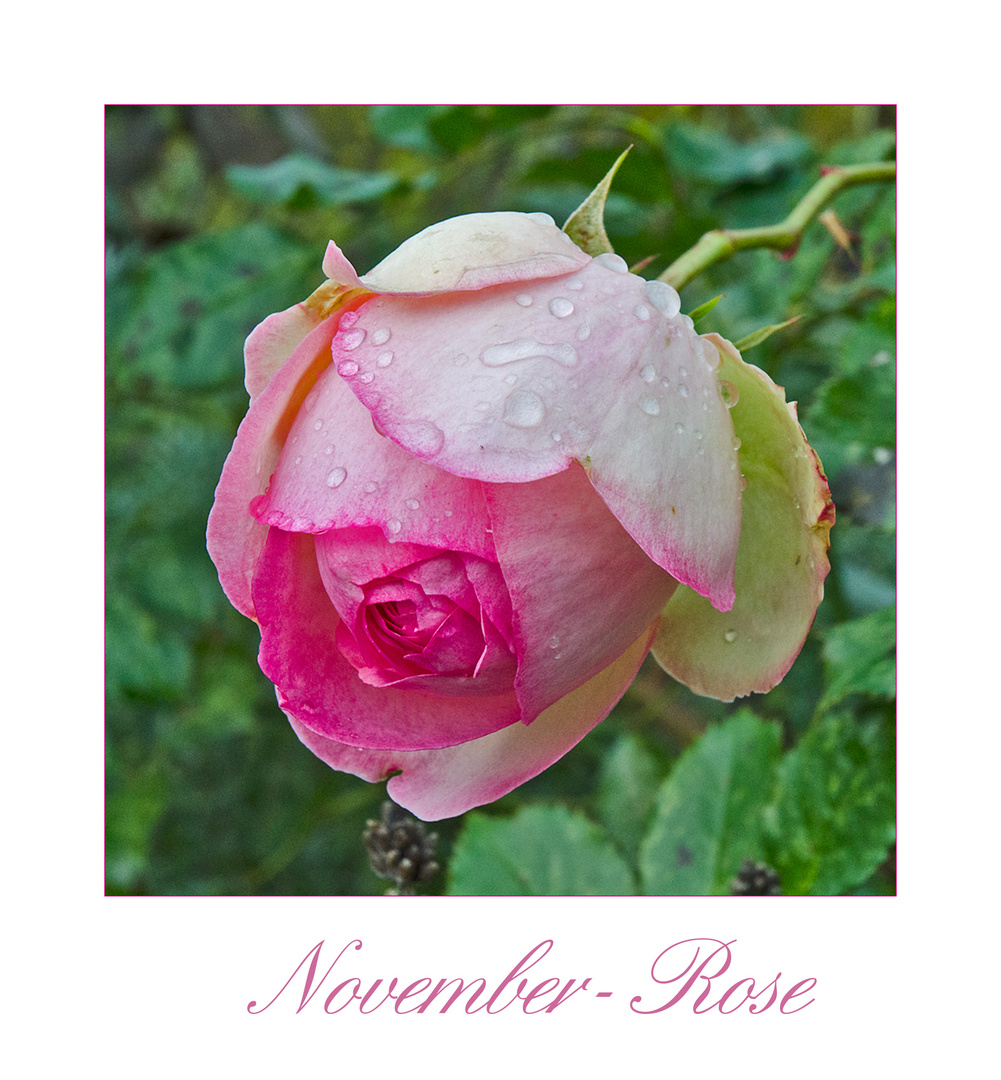 November-Rose